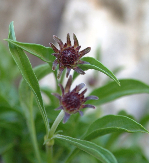 Scabiosa silenifolia / Scabiosa a foglie di silene
